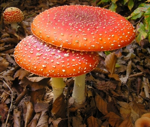 Suche, Liście, Muchomory