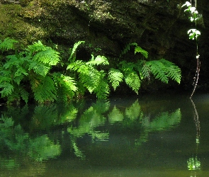 Paproć, Rzeka