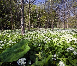 Las, Kwiatów, Łąka