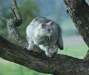 Kot, Drzewo