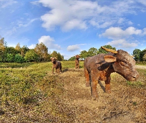 Rzeźby, Chmurki