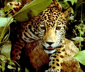 Jaguar, Zarośla