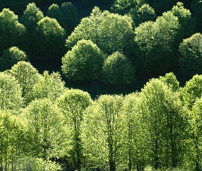 Drzewa, Wiosna, Korony, Zielone