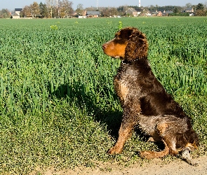 Spaniel pikardyjski, Trawy