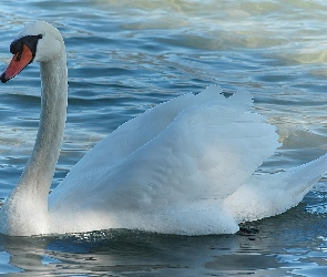 Woda, Łabędź