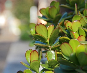 Drzewko, Szczęścia, Grubosz