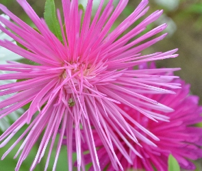 Różowy, Aster