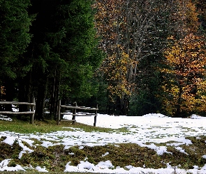 Śnieg, Pierwszy, Las, Jesień