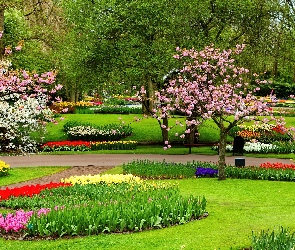 Drzewa, Klomby, Park, Kwiaty