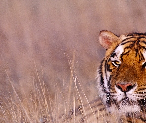 Tygrysa, Głowa