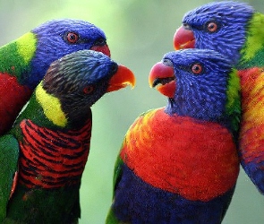 Kolorowe, Papugi, Cztery