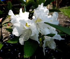 Przyroda, Rododendron, Kwiat