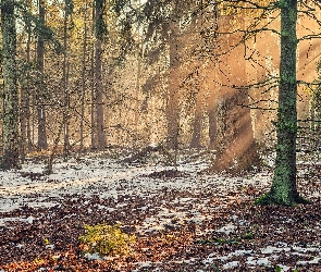 Promienie Słońca, Zima, Las