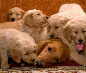 Suczka, Golden Retriever, Szczenięta