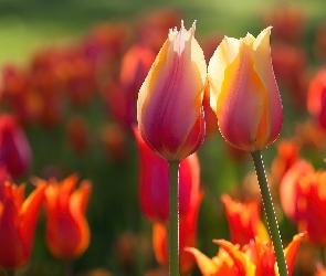 Tulipany