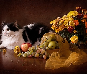 Kot, Tkanina, Kwiatów, Owoce, Bukiet