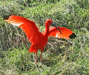 Trawa, Skrzydła, Ibis, Rozłożone