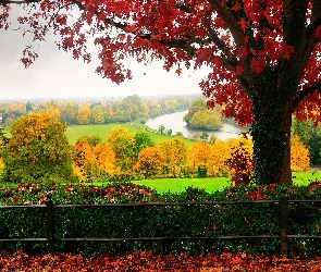 Jesień, Drzewo, Park