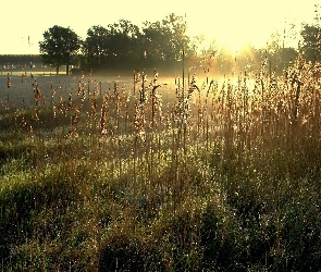 Słońca, Drzewa, Czciny, Jezioro, Zachód