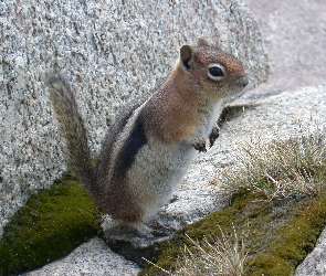 Suseł, Czujność, Skała