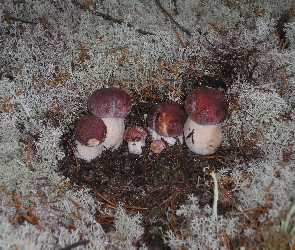 Leśne, Runo, Młode, Prawdziwki