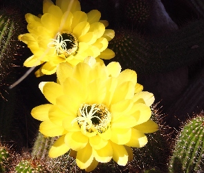 Kwiaty, Kaktus