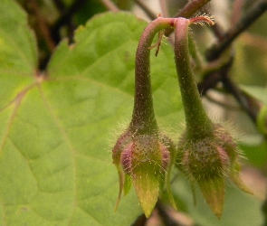 Pąki, Liść, Powój