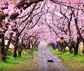 Droga, Wiosna, Drzewa, Kot, Kwitnące