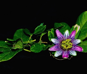 Kwiat, Tło, Flower, Czarne, Passion