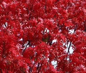 Drzewo, Jesień, liście, Czerwone