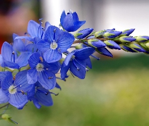Polny, Kwiat, Niebieski