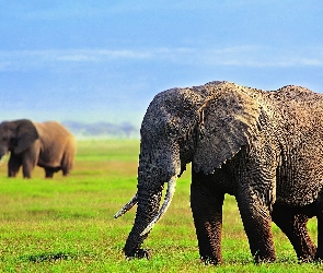 Słonie, Ciosy, Trawa