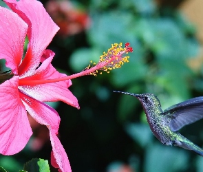 Różowy, Koliber, Hibiskus