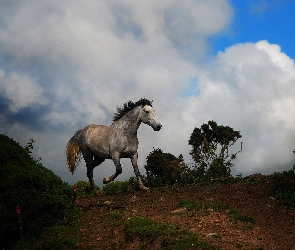 Koń, Pagórek, Chmury, Siwek