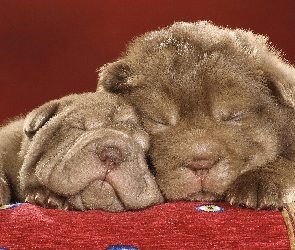 Śpiące, Shar Pei, Dwa