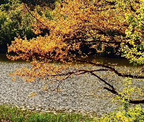 Las, Drzewo, Rzeka