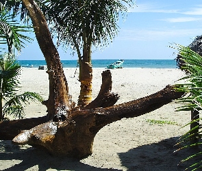 Palmy, Tropik, Ocean, Łódka, Plaża