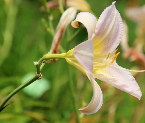 Liliowiec, Bladoróżowy