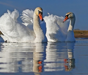 Jezioro, Łabędzie, Dwa