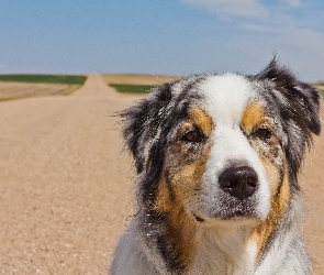 Owczarek australijski, Australian shepherd