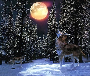 Noc, Las, Wilk, Księżyc
