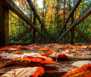 Liście, Most, Jesień