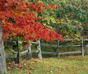 Drzewa, Zagroda, Jesień