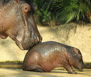Mama, Krok, Małe, Pierwszy, Hipopotam