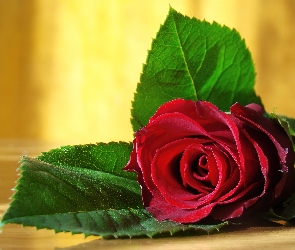 Czerwona, Liście, Róża