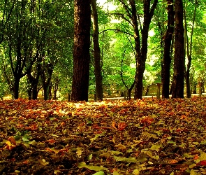 Kolorowe, liście, Park, Zielone, Drzewa, Jesieni