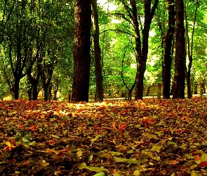 Park, Drzewa, liście, Kolorowe, Jesieni, Zielone