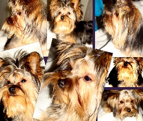 Kolaż, Yorkshire Terrier