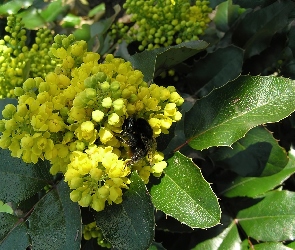 Mahonia, Trzmiel, Liście