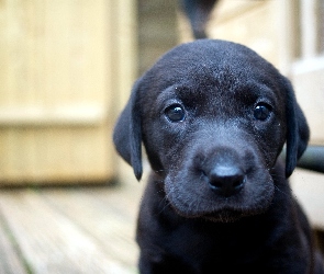 Mordka, Labrador, Mały, Szczeniaczek